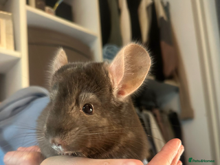 Chinchilla rodents for sale - Advert 1