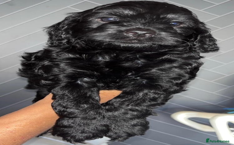 Cockapoo dogs - Advert 13