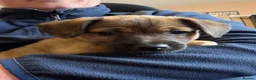 Jack Russell dogs for sale: Terrier Puppies - Advert 6