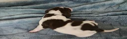 English Springer Spaniel dogs for sale: KC Home Springer Pups - Heath tested, Licensed ⭐️ - Advert 21