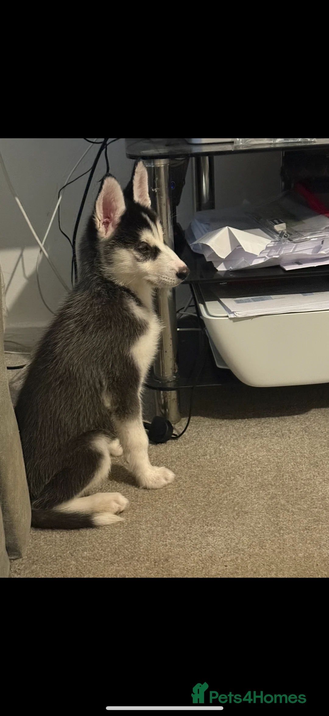 Siberian Husky dogs for sale: 10 week old puppy for sale  - Advert 4