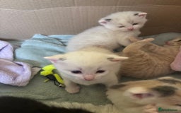 Siamese cats for sale: 2 x white female kitten  - Image 9