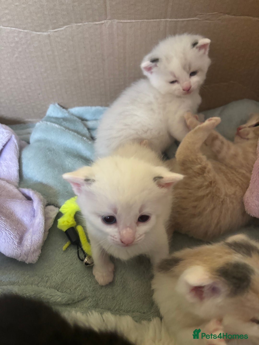Siamese cats for sale: 2 x white female kitten  - Image 9