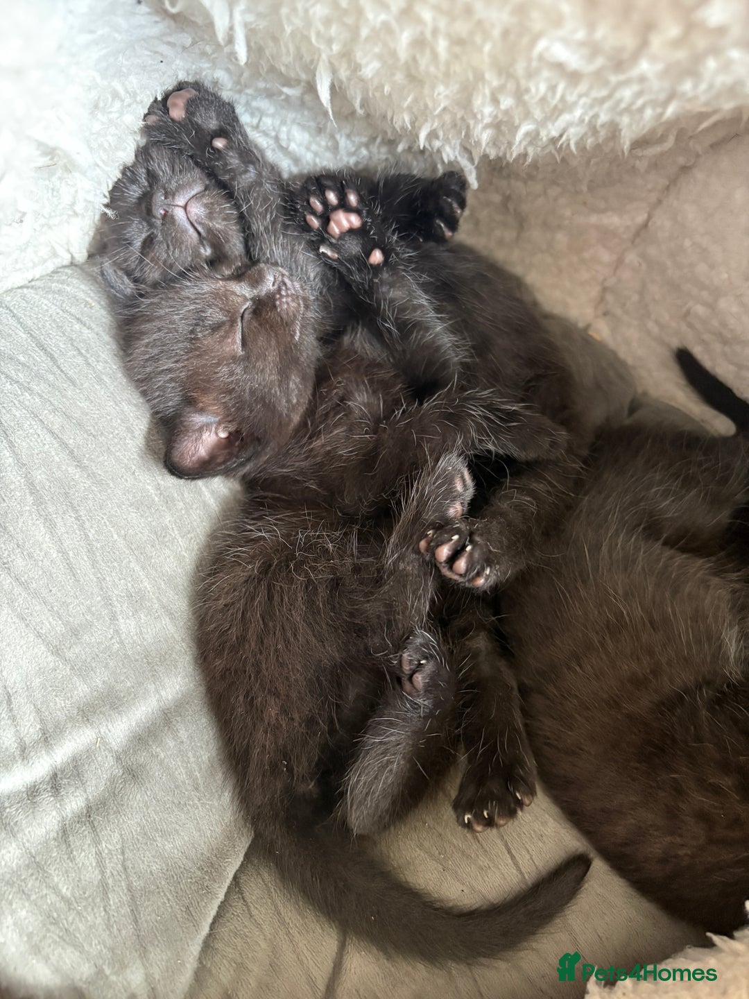Mixed Breed cats for sale: Beautiful boy  - Image 13