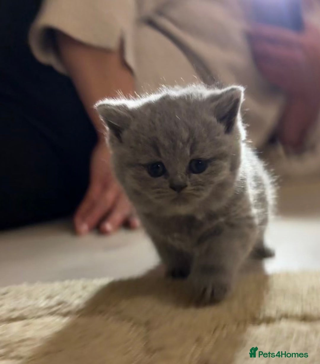 British Shorthair cats for sale: Beautiful British short hair kittens  - Image 7