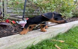 Jack Russell dogs for sale: Jack Russell terrier puppies - Image 1