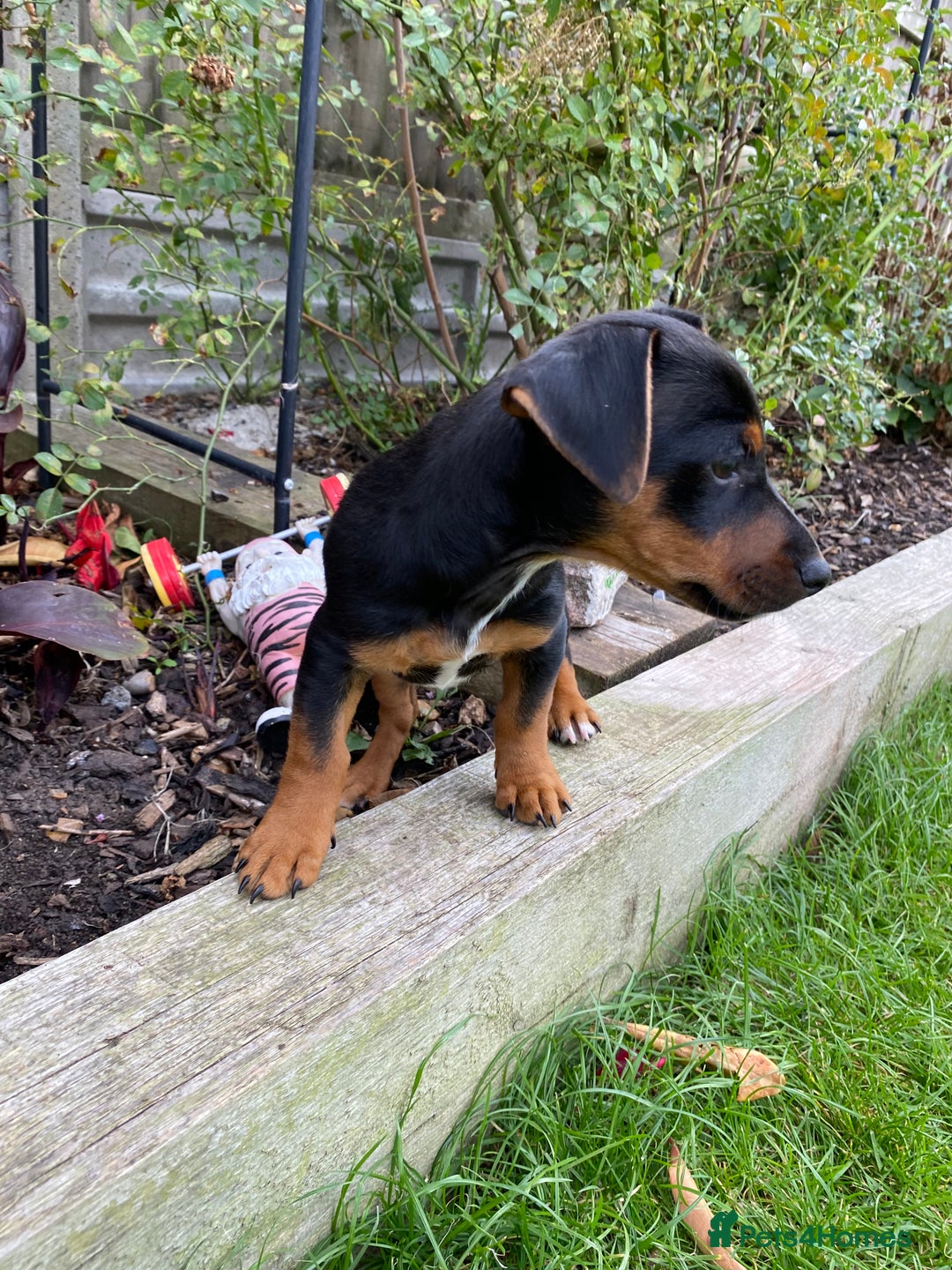 Jack Russell dogs for sale: Jack Russell terrier puppies - Image 1