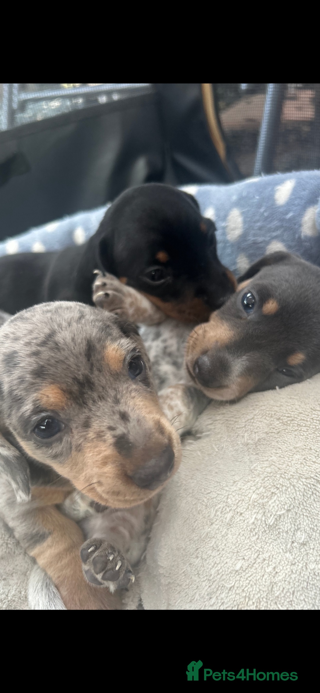 Miniature Dachshund dogs for sale: Stunning rare Miniature Dachshunds - Image 3
