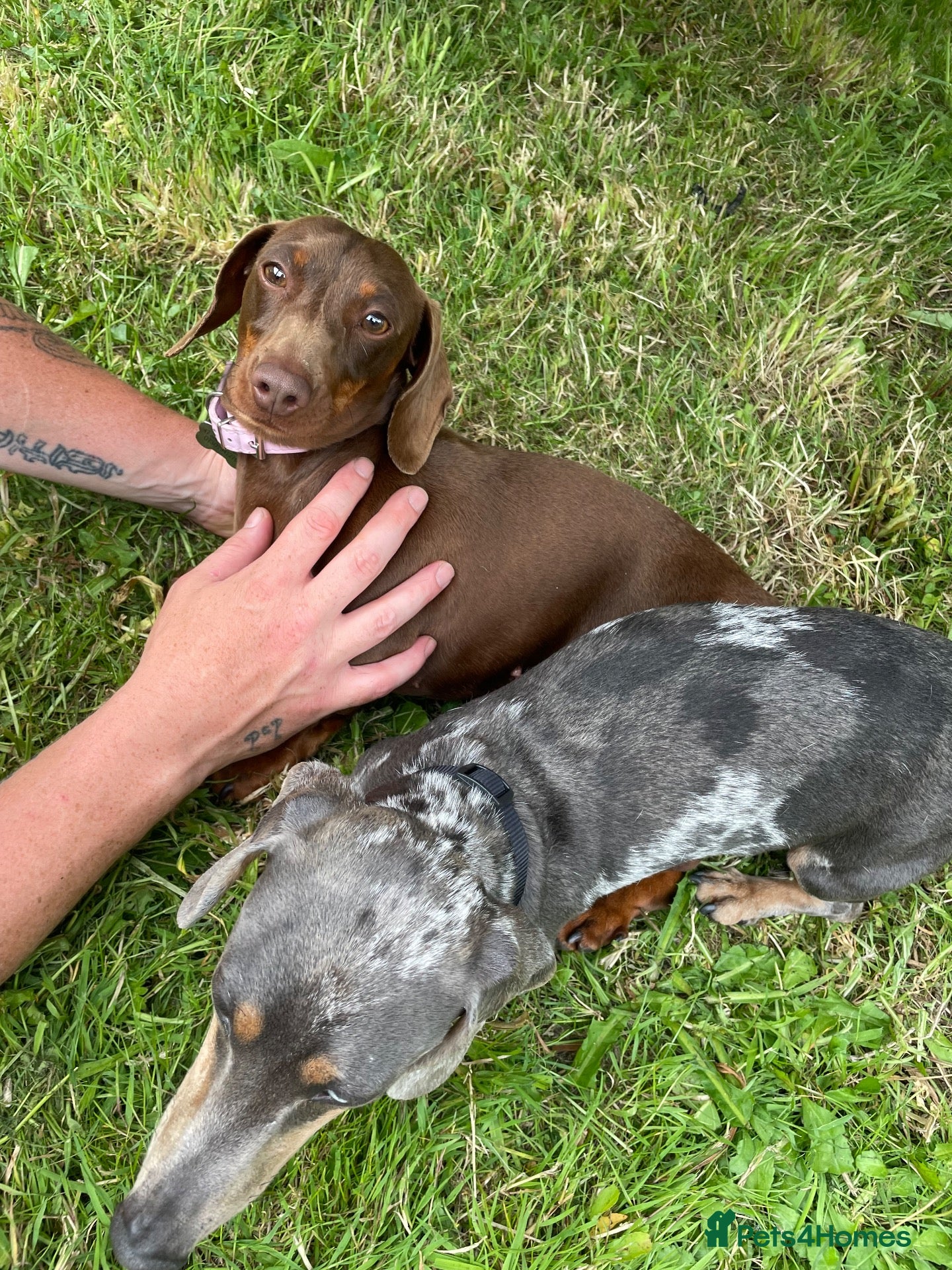 Dachshund dogs Miniature dauschand  - Advert 2
