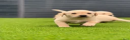 Labrador Retriever dogs for sale: Labrador puppies  - Advert 13