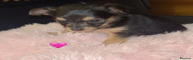Chorkie Puppy 3 - Tiny 