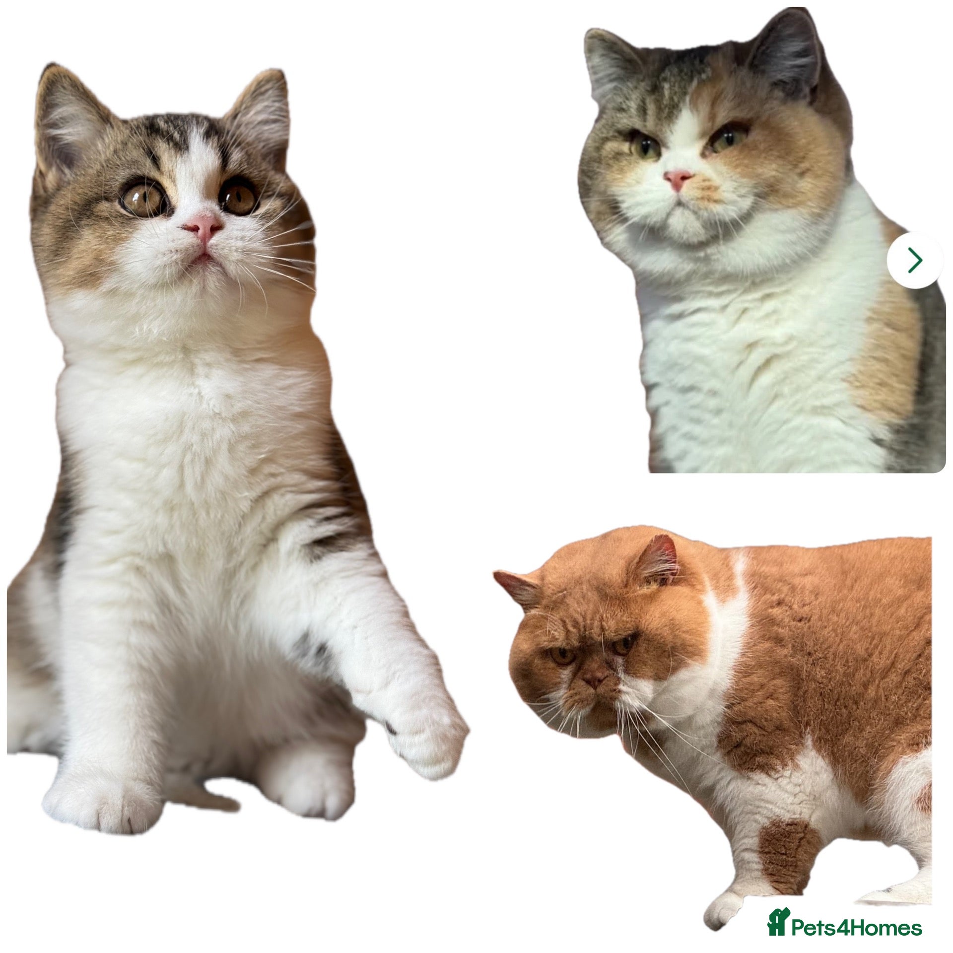 British Shorthair cats Last Tica reg Tabby kitten ( reduced ) ready now ! - Advert 14
