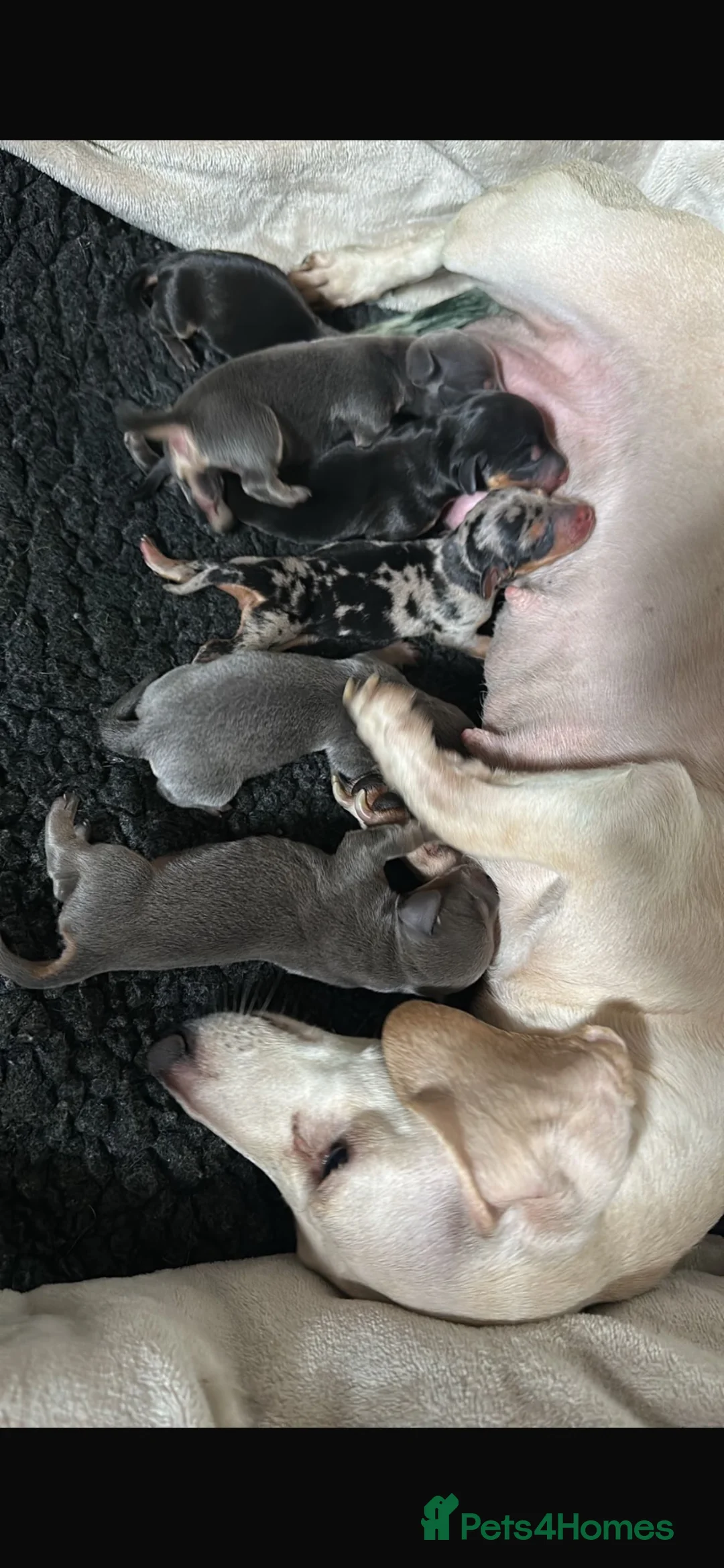 Miniature Dachshund dogs for sale: KC Dapple, Blue & Cream Miniature Dachshunds  in York - Advert 2