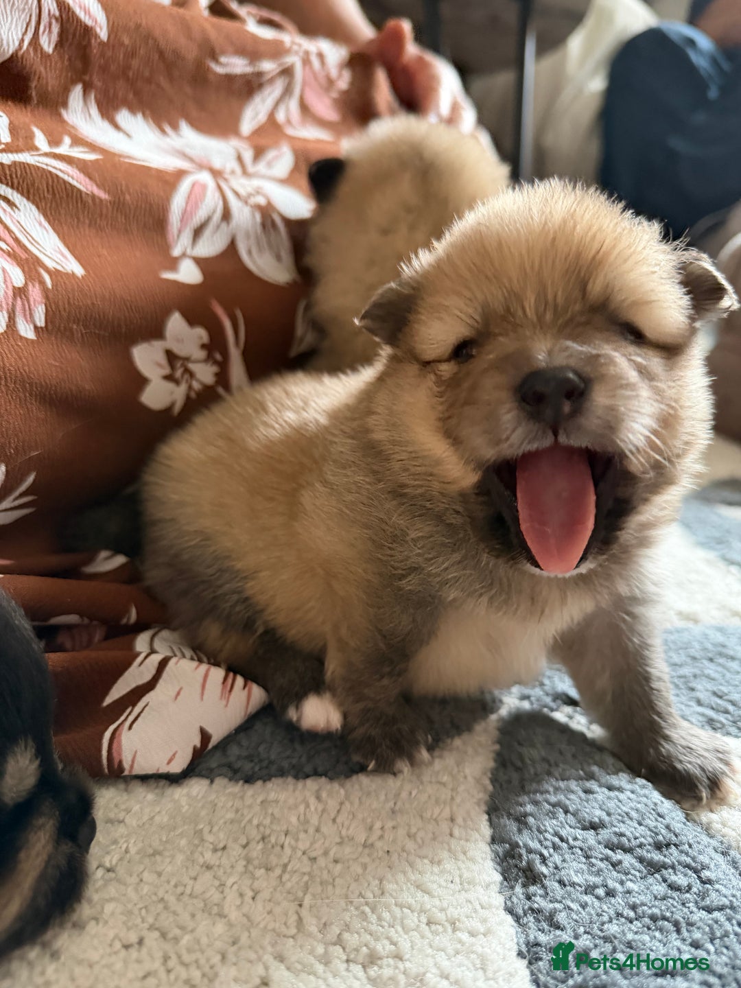 Pomeranian dogs for sale: EXTRA SMALL POMERANIAN PUPPIES  - Advert 20