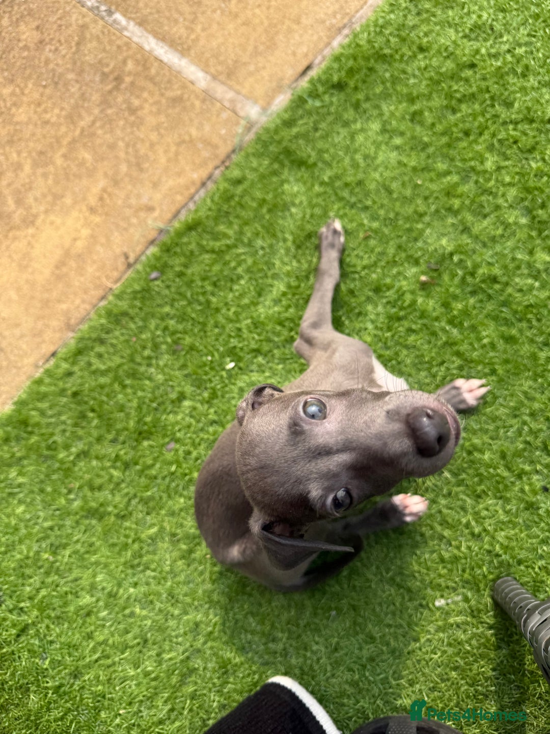 Italian Greyhound dogs for sale: In need of a new loving home🩵  - Advert 12