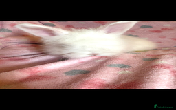 Angora rabbits for sale: Gorgeous fluffy little angora baby bunnies - Image 17