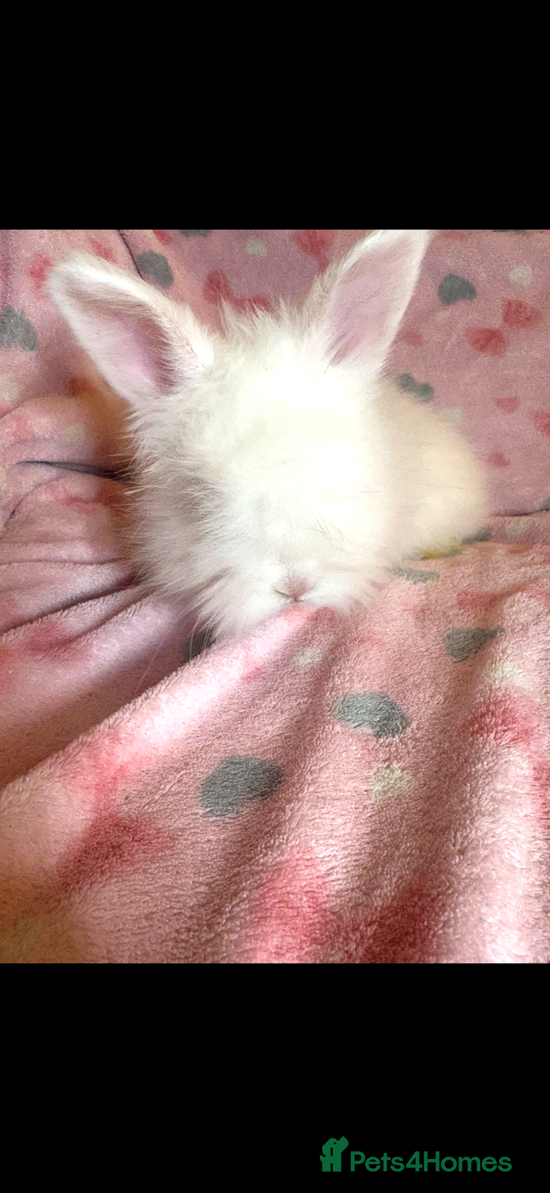 Angora rabbits for sale: Gorgeous fluffy little angora baby bunnies - Image 17
