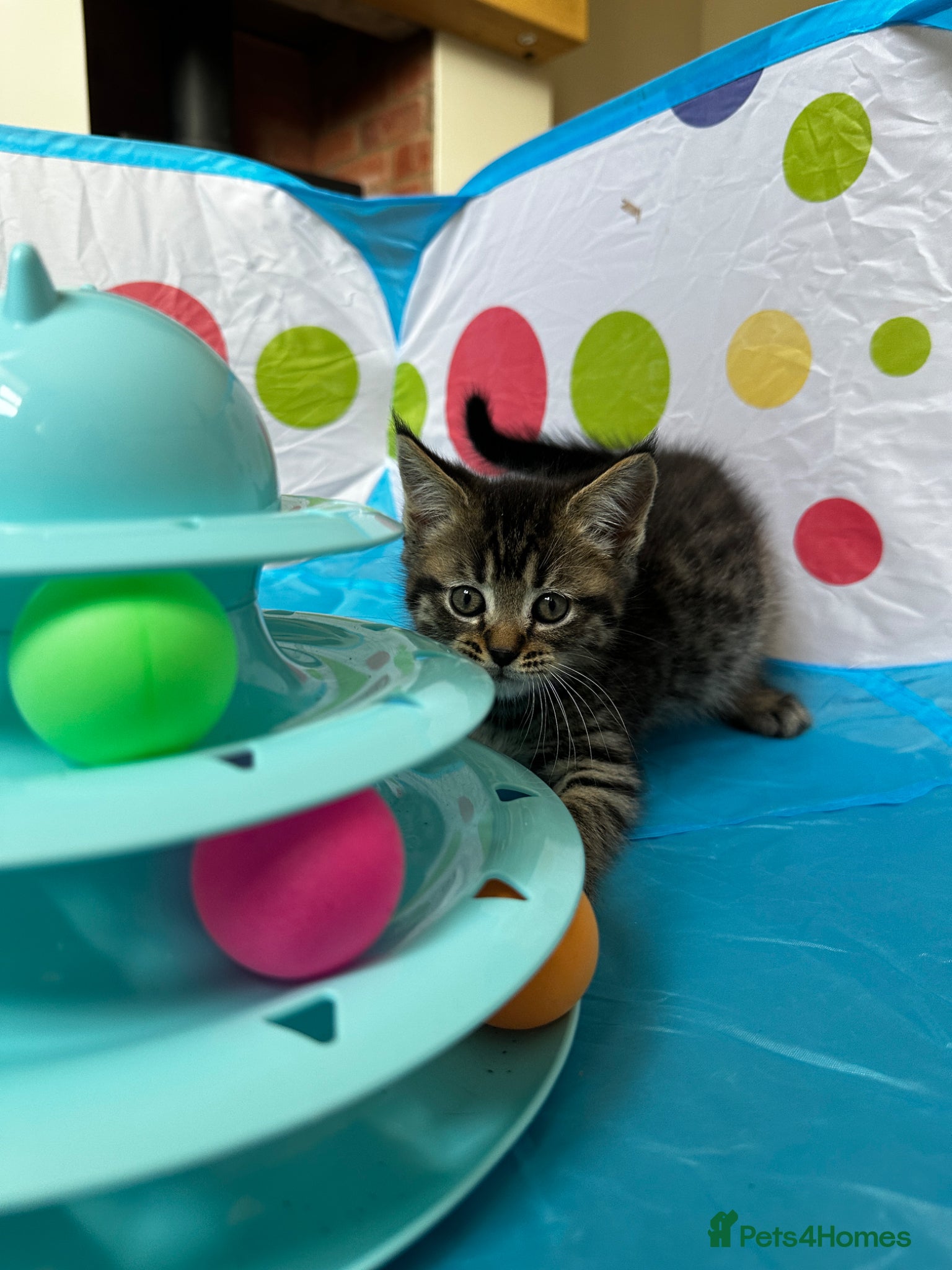 Mixed Breed cats for sale: Maine Coon x British Short Hair Kittens in Cambridge - Advert 14