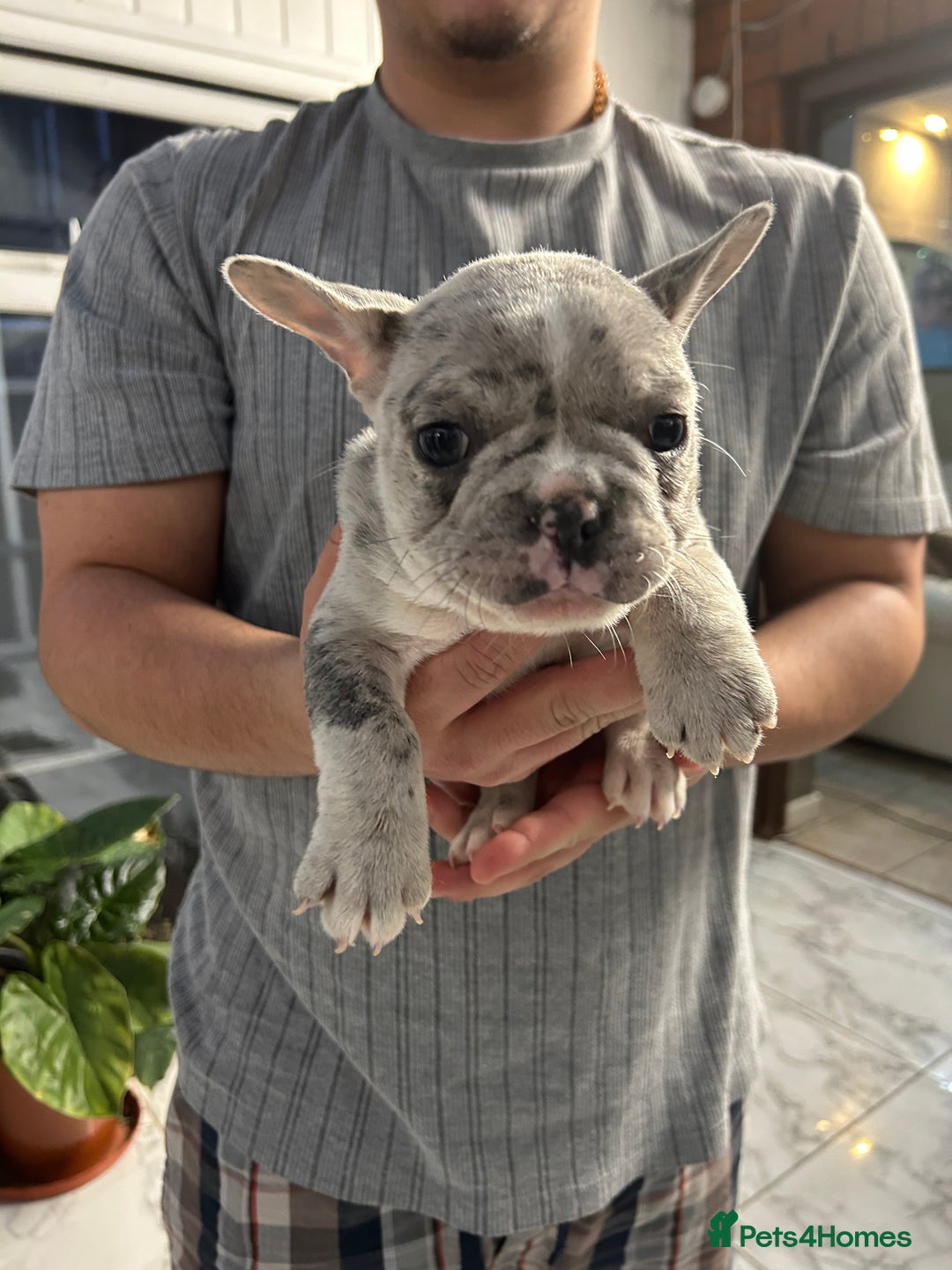 French Bulldog dogs for sale: 3 Extremely beautiful French bull terriers kc reg  - Advert 32