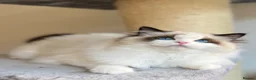 Ragdoll cats for sale: Exceptional ragdoll boy - Advert 5