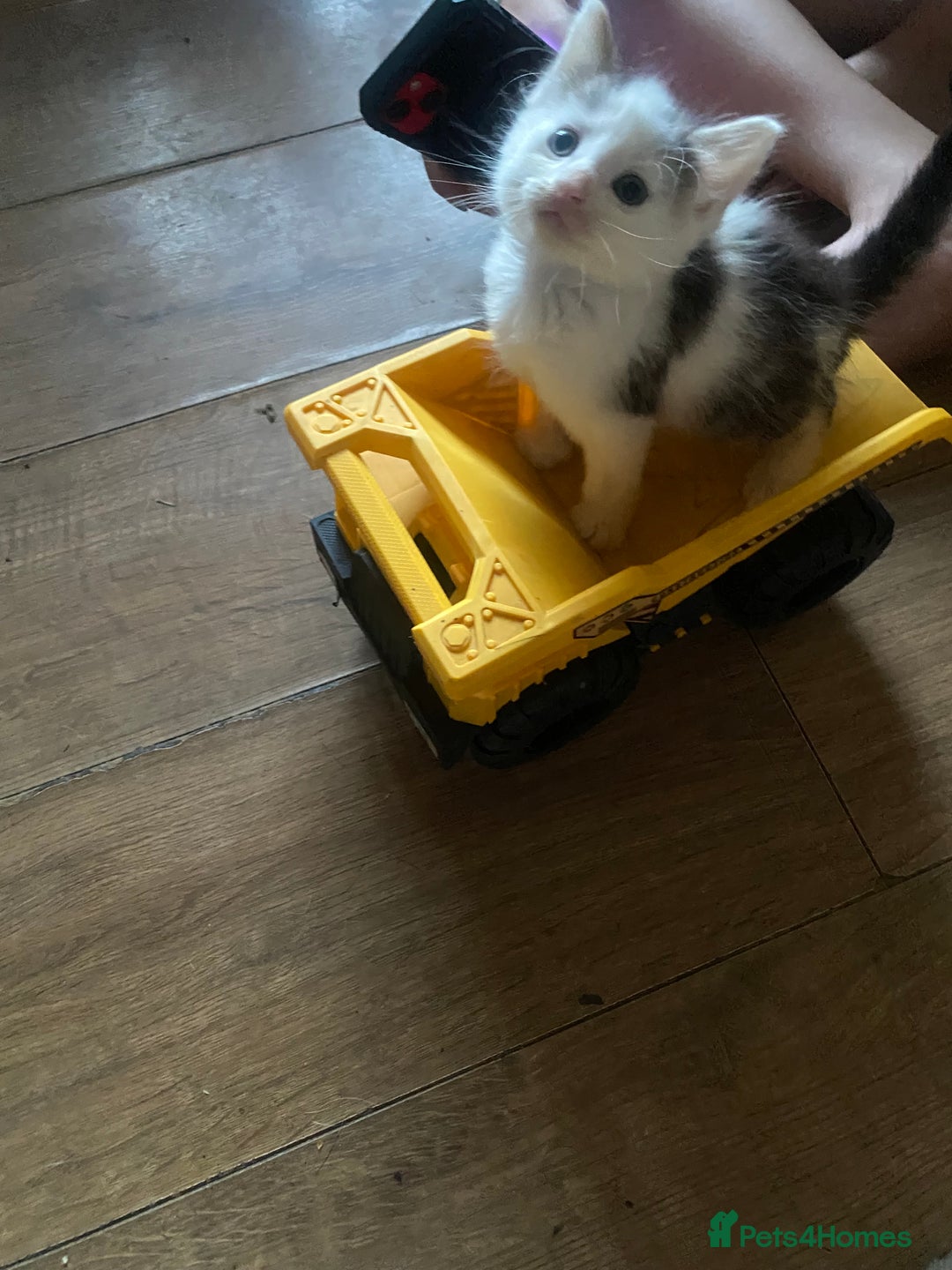 Mixed Breed cats for sale: READY NOW….Mainecoon cross Kittens (2 litters)  - Image 4