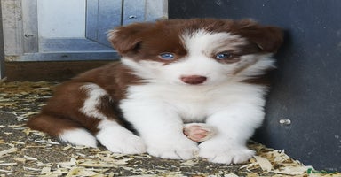Border Collie dogs - Advert 11