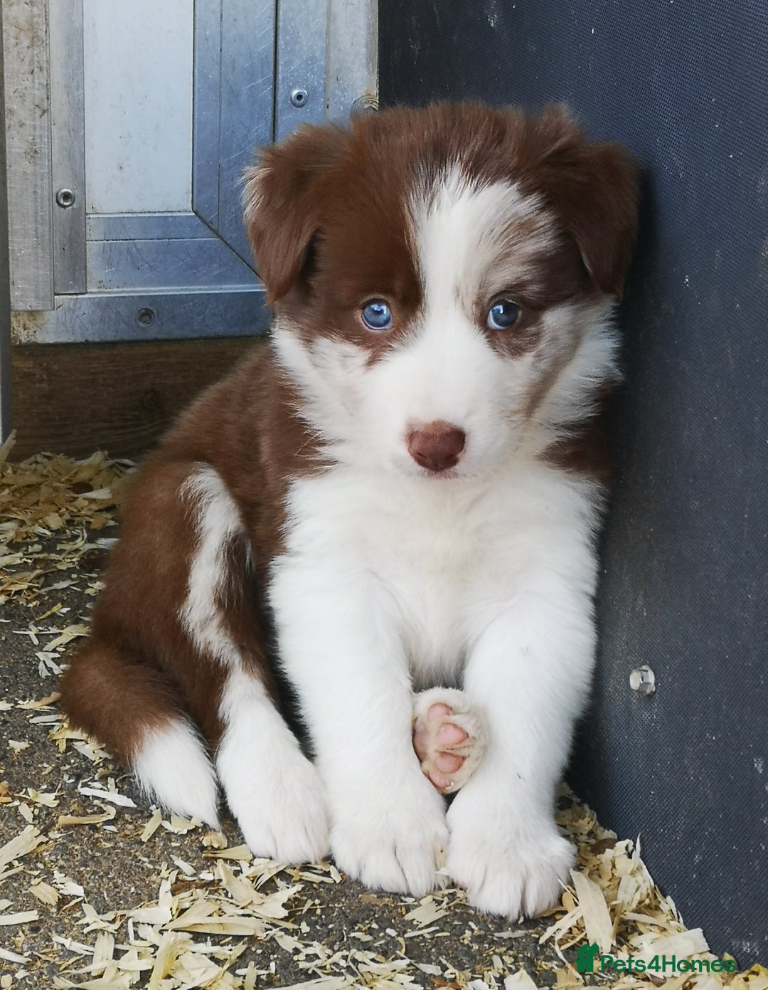 Border Collie dogs for sale: Stunning Fluffy Border Collies Puppies for Sale - Image 2
