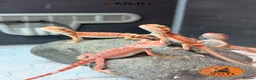 Bearded Dragon reptiles for sale: Red Monster /Zero Baby Bearded Dragons ready to go - Advert 3