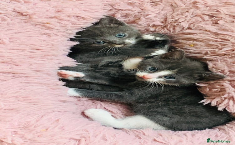 Mixed Breed cats - Advert 2