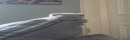 British Shorthair cats for sale: 1 beautiful little girl left  - Advert 8