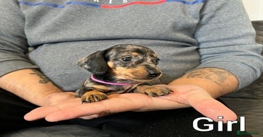 Miniature Dachshund dogs Miniature Dachshund  - Advert 8