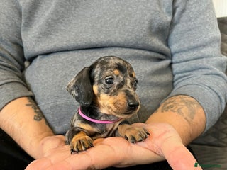 Miniature Dachshund dogs Miniature Dachshund - Advert 2