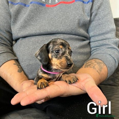 Miniature Dachshund dogs Miniature Dachshund - Advert 4