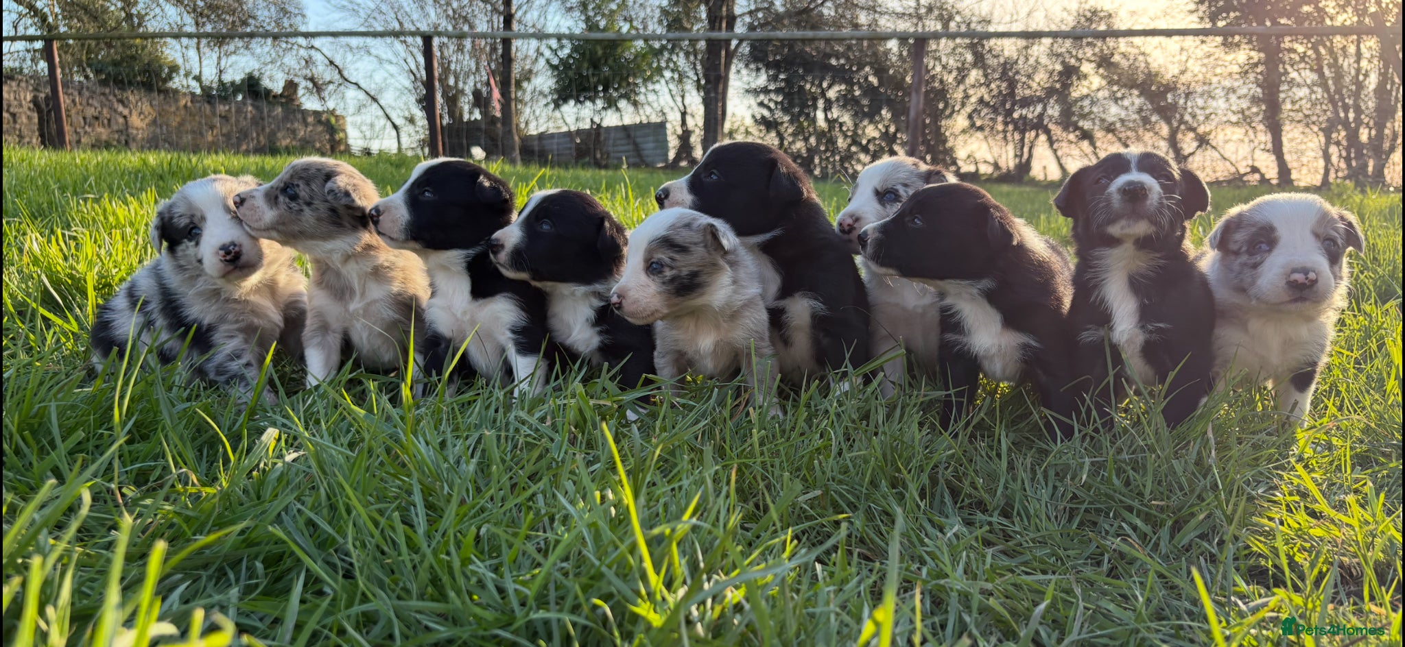 Border Collie dogs Border Collie Pups - Advert 1