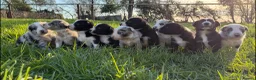 Border Collie dogs for sale: Border Collie Pups - Advert 1