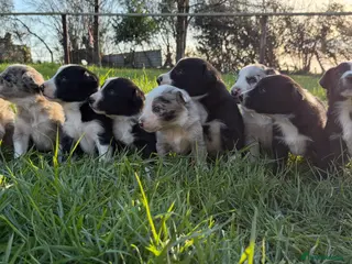 Border Collie dogs for sale: Border Collie Pups - Advert 1