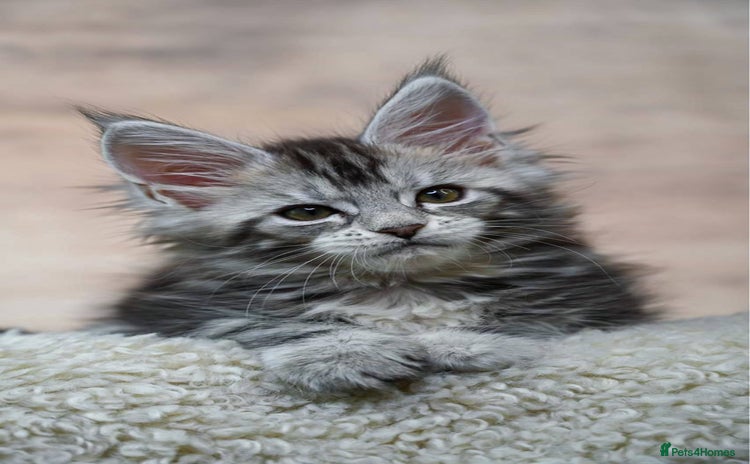 Maine Coon cats 🥇 5 Generation Pedigree - TICA registered  🌟 - Advert 15