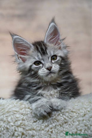 Maine Coon cats 🥇 5 Generation Pedigree - TICA registered 🌟 - Advert 15