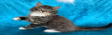 Norwegian Forest Cat Kitten 2