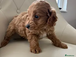 Cockapoo dogs Beautiful F1 Cockerpoo’s - Advert 3