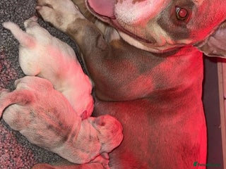 American Bully dogs - Advert 16