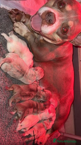 American Bully dogs - Advert 9