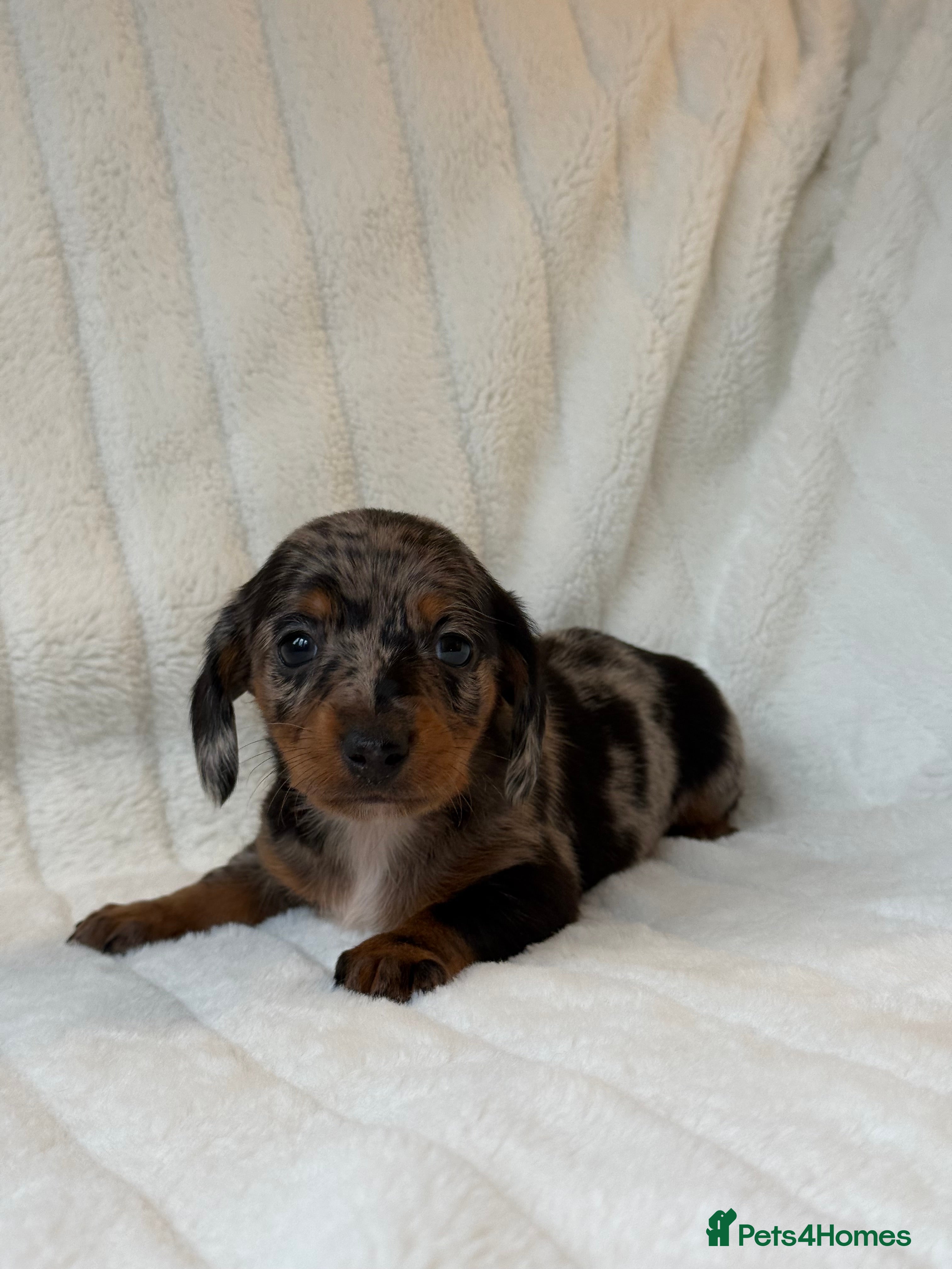 Miniature Dachshund dogs ⭐️MINATURE DACSHUND PUPPIES⭐️ - Advert 14