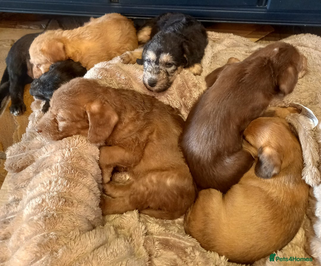 Bedlington Terrier dogs for sale: 7/8 Bedlington 1/8 whippet puppies  - Advert 23