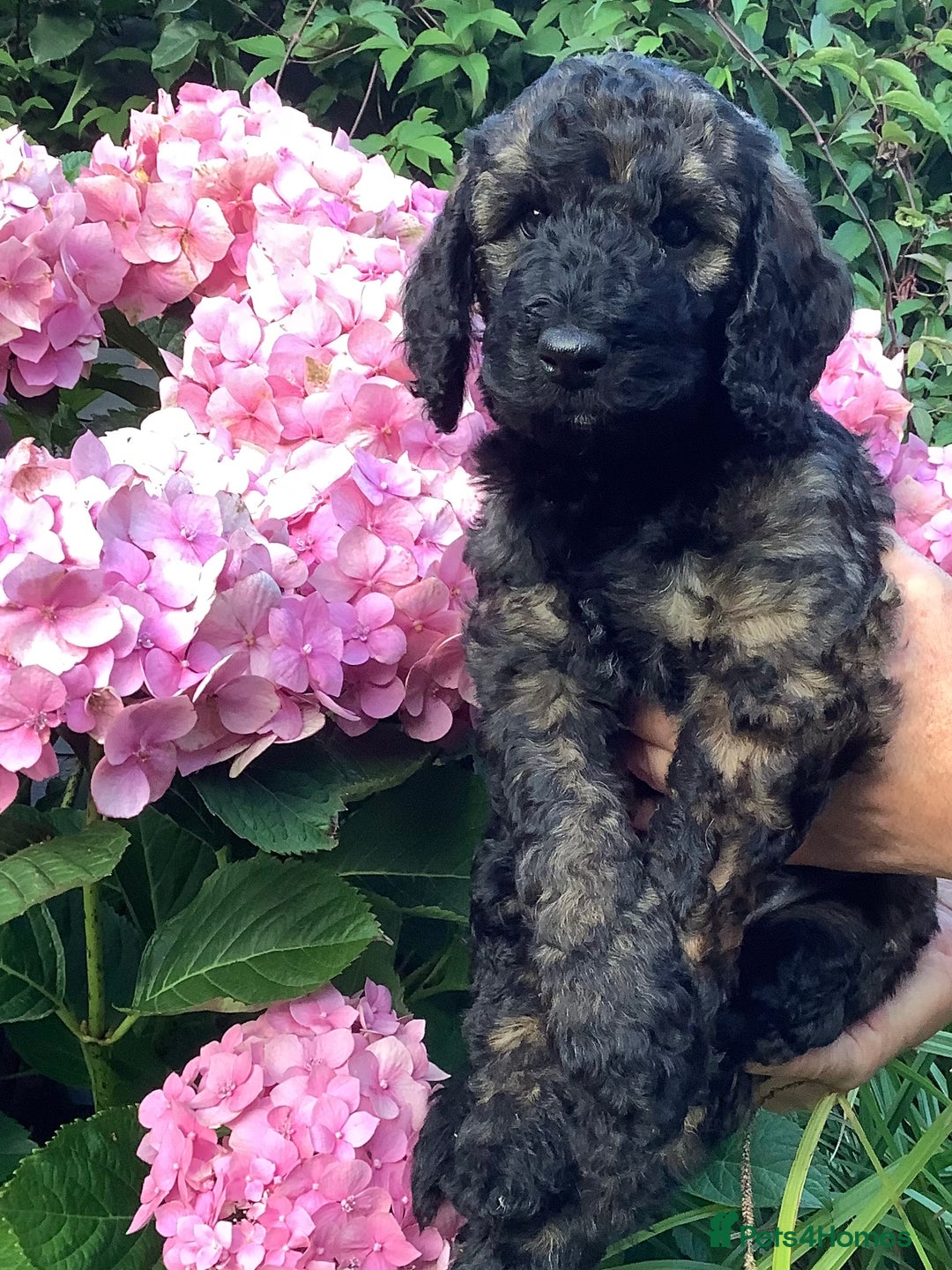 Poodle dogs for sale: Rare markings ready now - Image 3