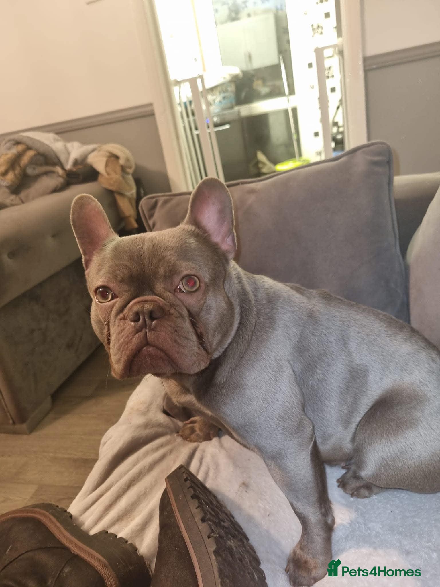 Mixed Breed dogs 2 beautiful female french bulldog cross puppies  - Advert 1