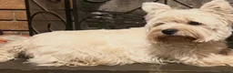 West Highland Terrier dogs for sale: West highland terrier puppies  in Northampton - Advert 9