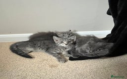Mixed Breed cats for sale: 3 beautiful female tabby kittens  - Image 11