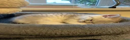 British Shorthair cats for sale: Silver spotted Bsh babies  - Advert 5