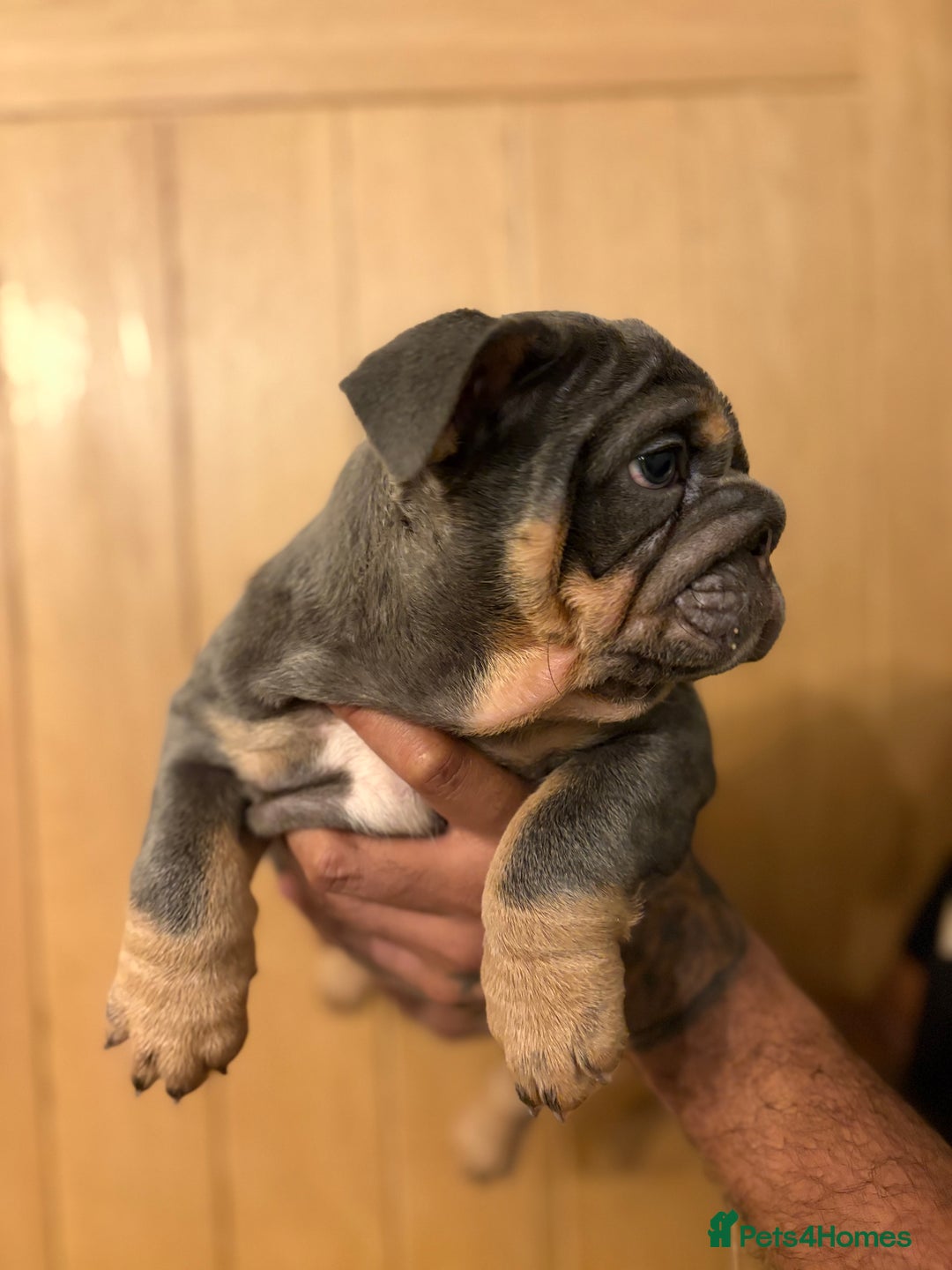 English Bulldog dogs for sale: *REDUCED* Blue & Tan English Bulldog Female - Advert 8